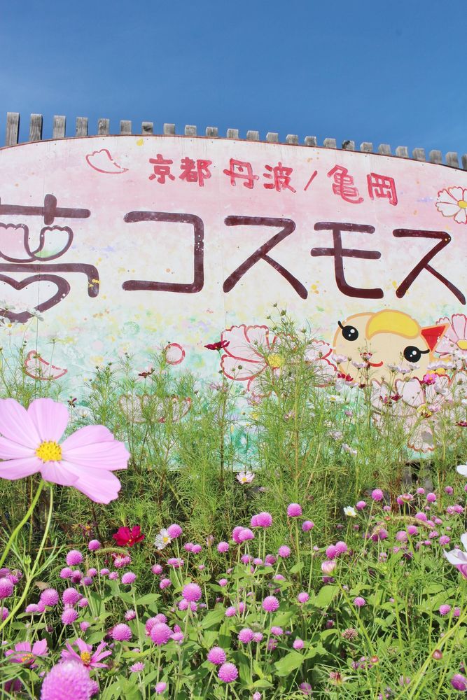 夢コスモス園の画像 - 7枚目