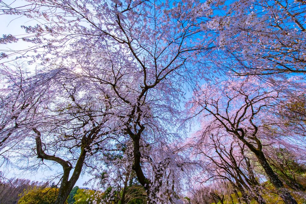 大阪公立大学附属植物園の画像 - 4枚目