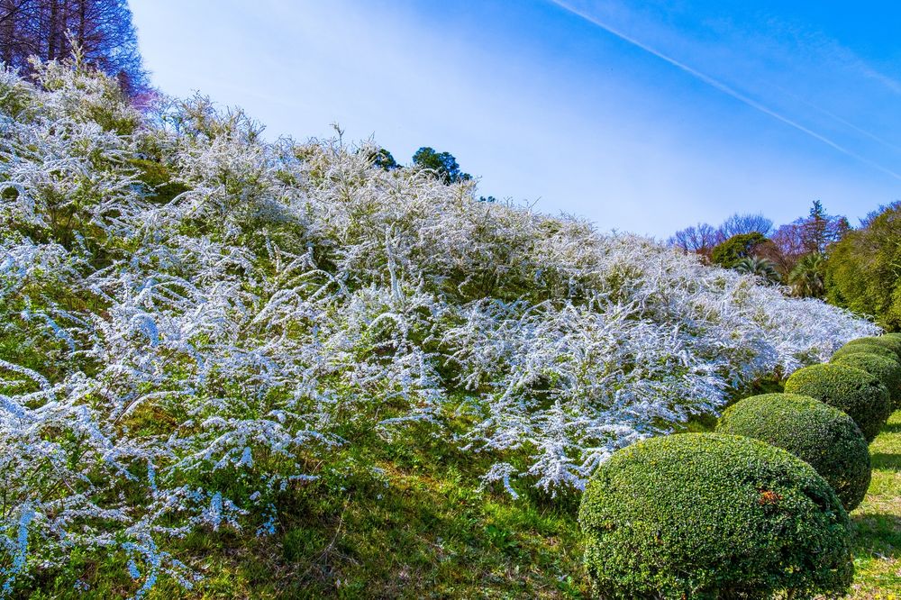 大阪公立大学附属植物園の画像 - 5枚目
