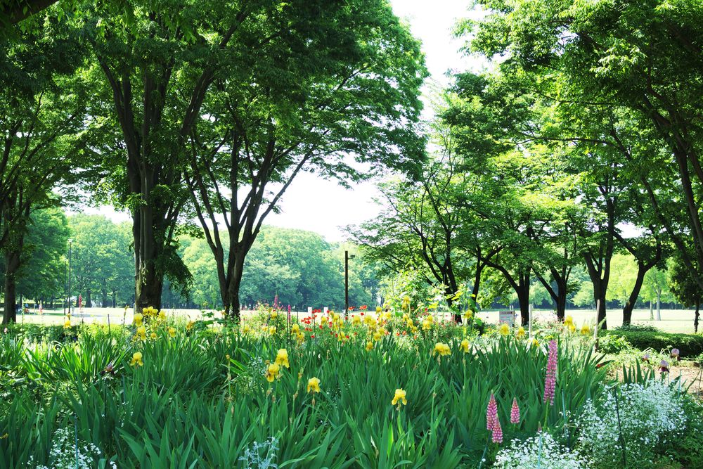 小金井公園の画像 - 2枚目