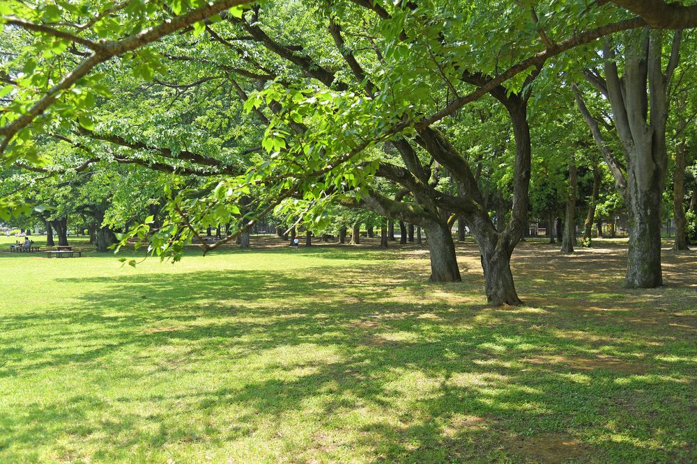小金井公園の画像 - 3枚目