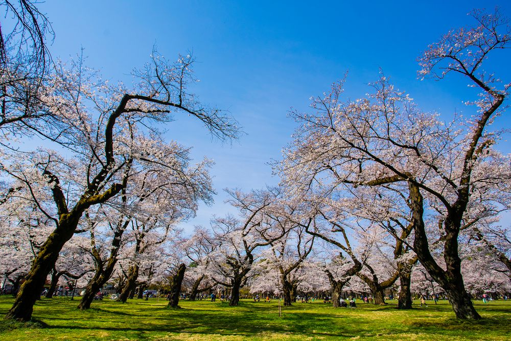 小金井公園の画像 - 5枚目