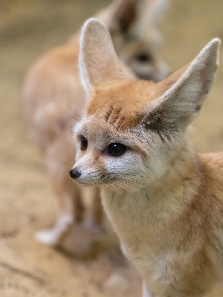アクアマリンふくしまの画像 - 6枚目