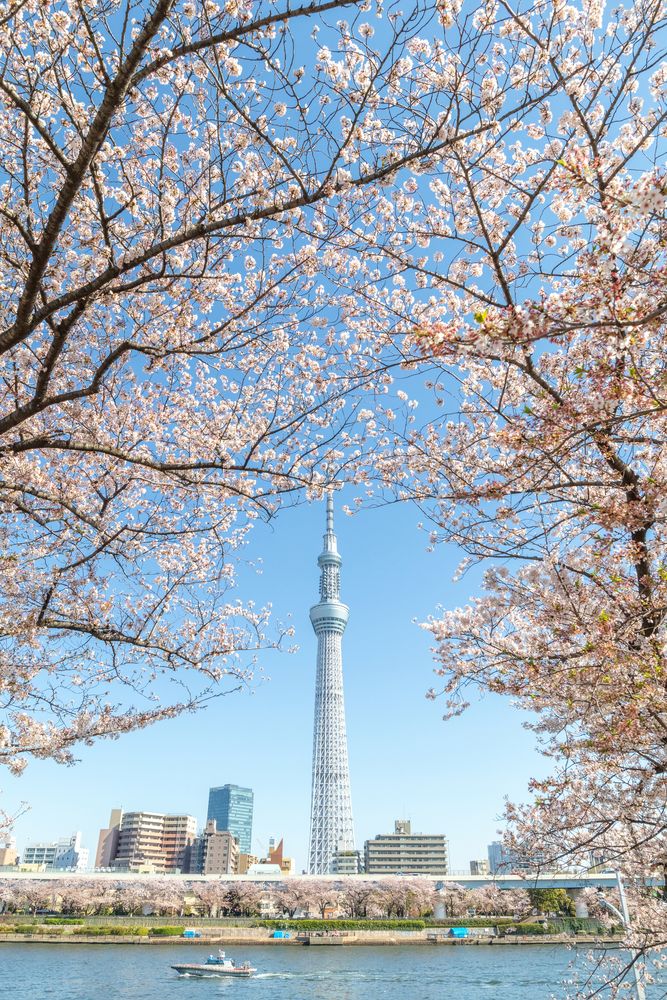 台東区立隅田公園の画像 - 3枚目