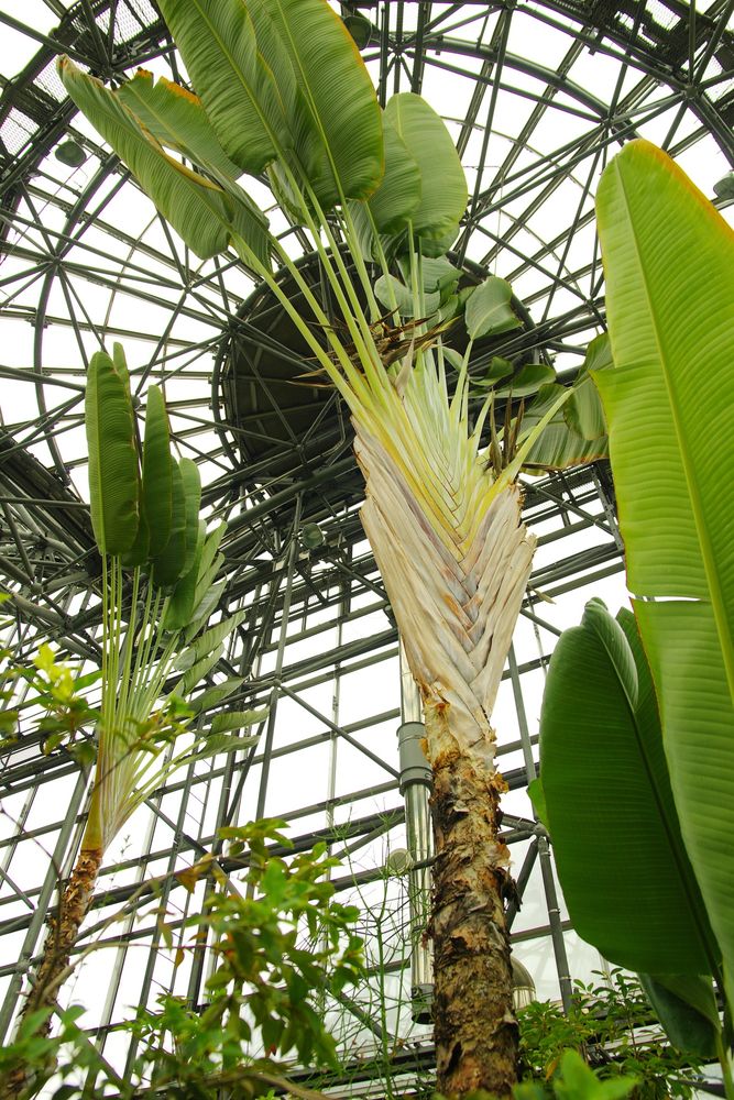 夢の島熱帯植物館の画像 - 4枚目