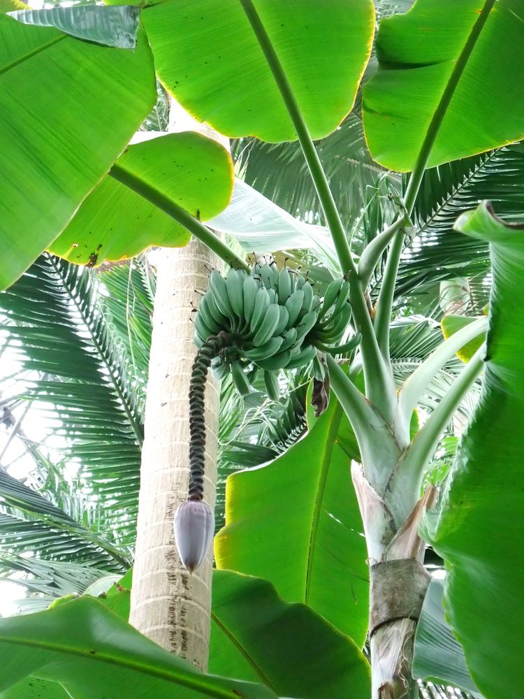 夢の島熱帯植物館の画像 - 5枚目