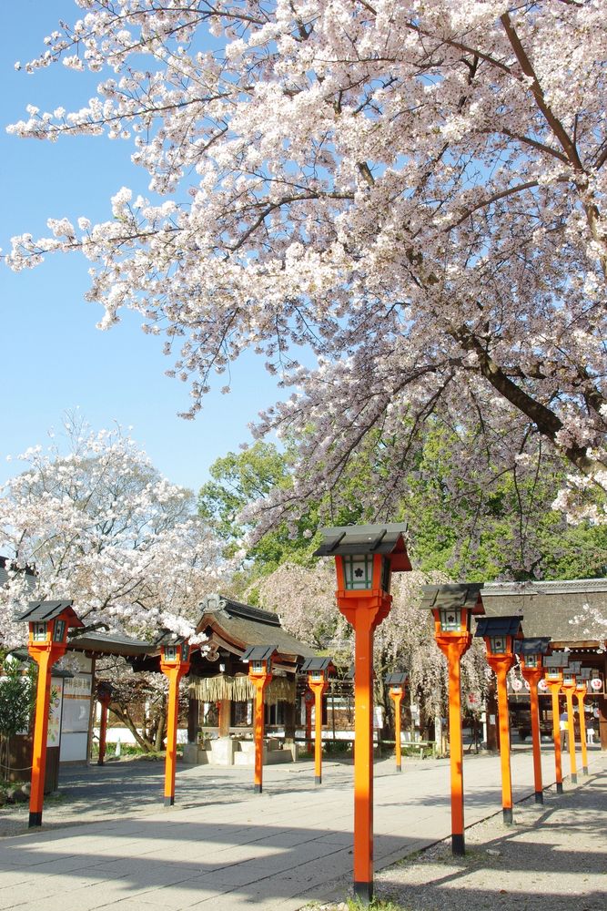 平野神社の画像 - 2枚目