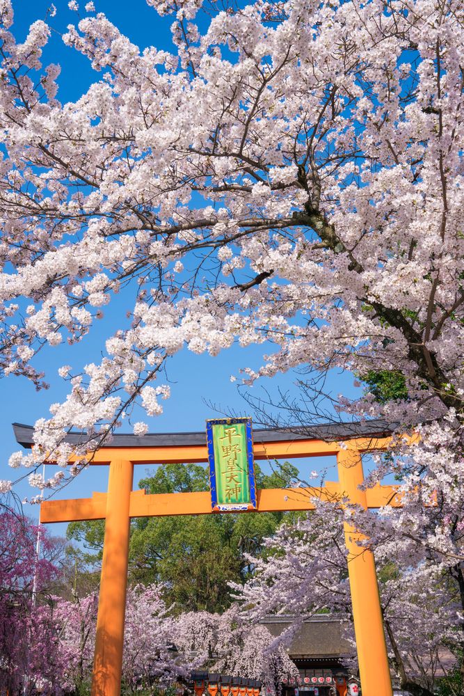 平野神社の画像 - 3枚目