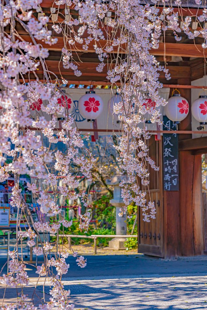 平野神社の画像 - 5枚目