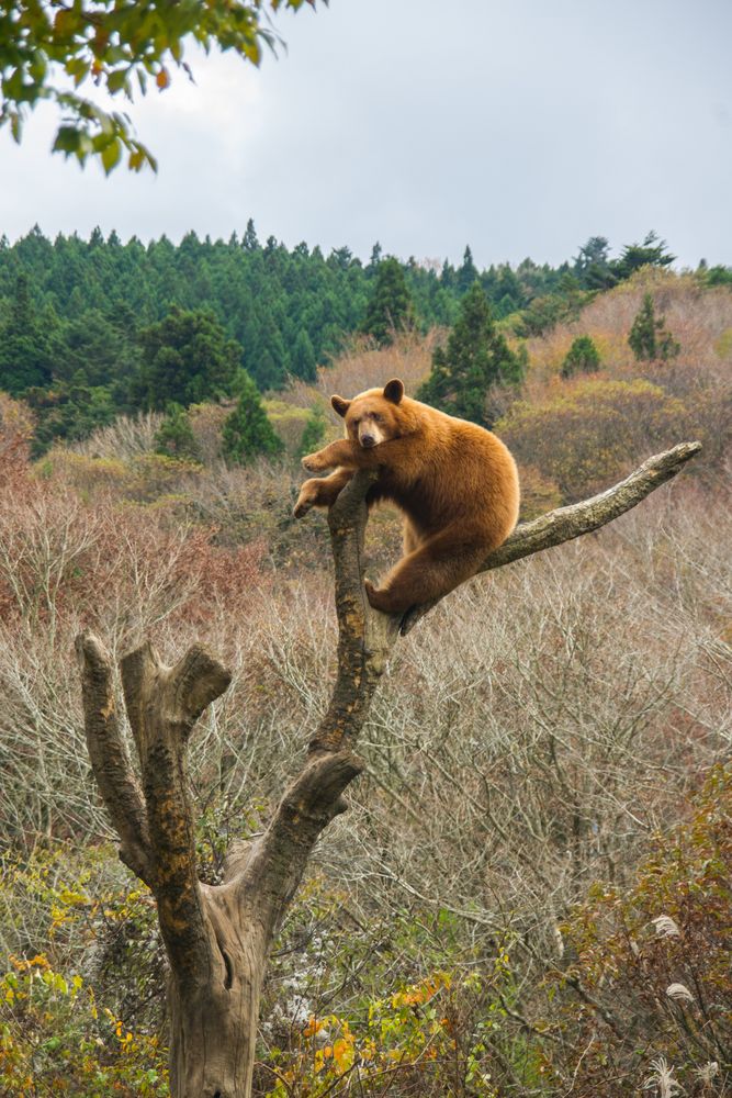 富士サファリパークの画像 - 2枚目