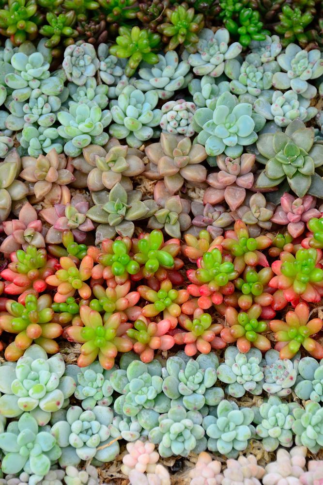 とちぎ花センターの画像 - 2枚目