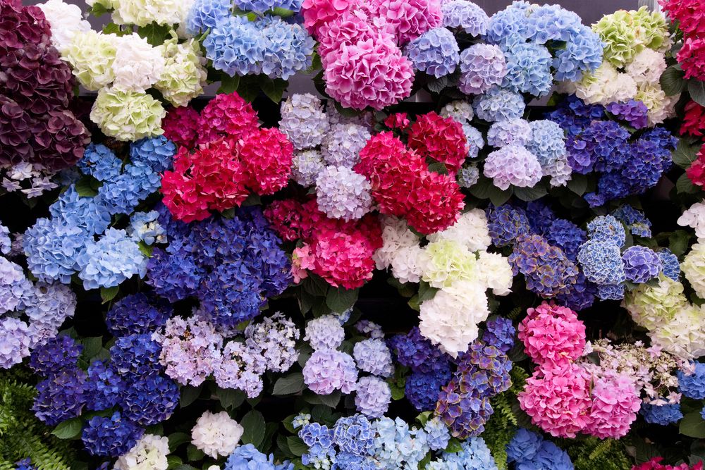 とちぎ花センターの画像 - 3枚目
