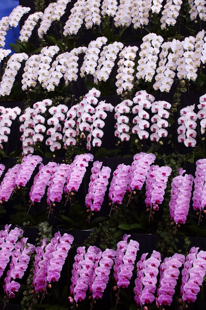 とちぎ花センターの画像 - 4枚目