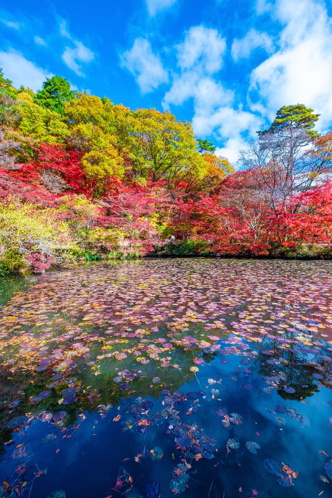 神戸市立森林植物園の画像 - 5枚目