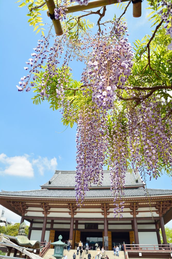西新井大師の画像 - 3枚目