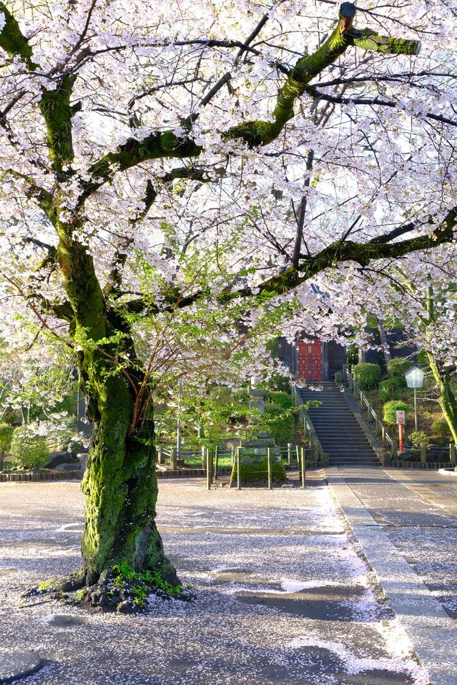 川越大師 喜多院の画像 - 5枚目