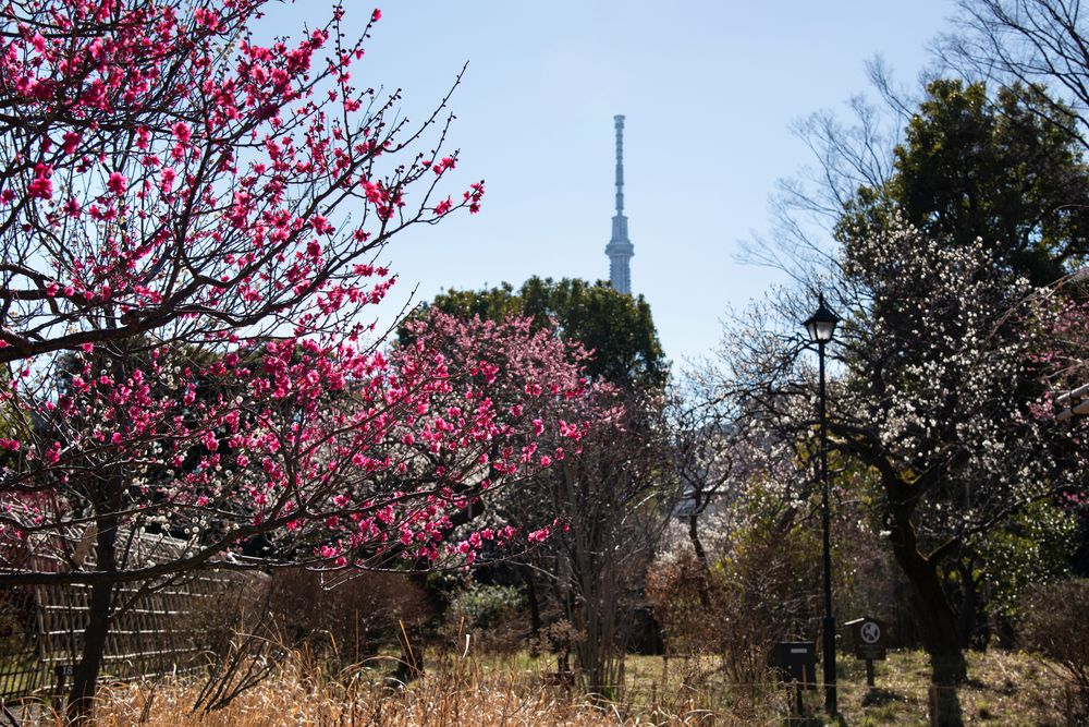 向島百花園の画像 - 6枚目