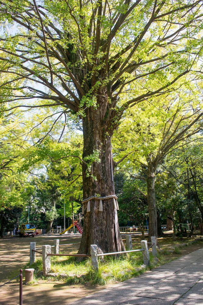 赤坂氷川神社の画像 - 3枚目