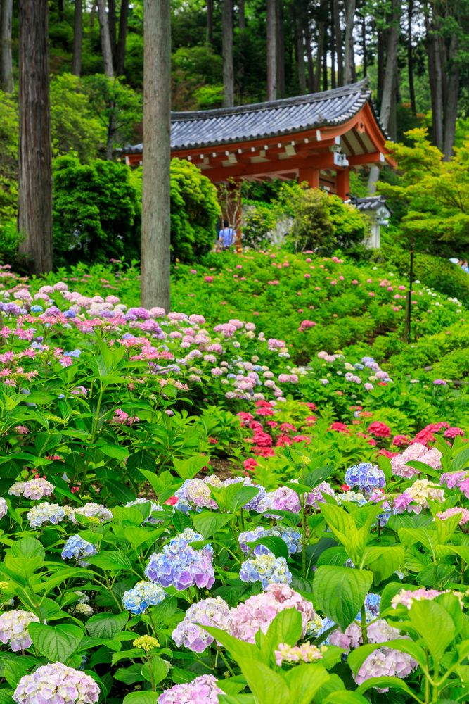 三室戸寺の画像 - 3枚目