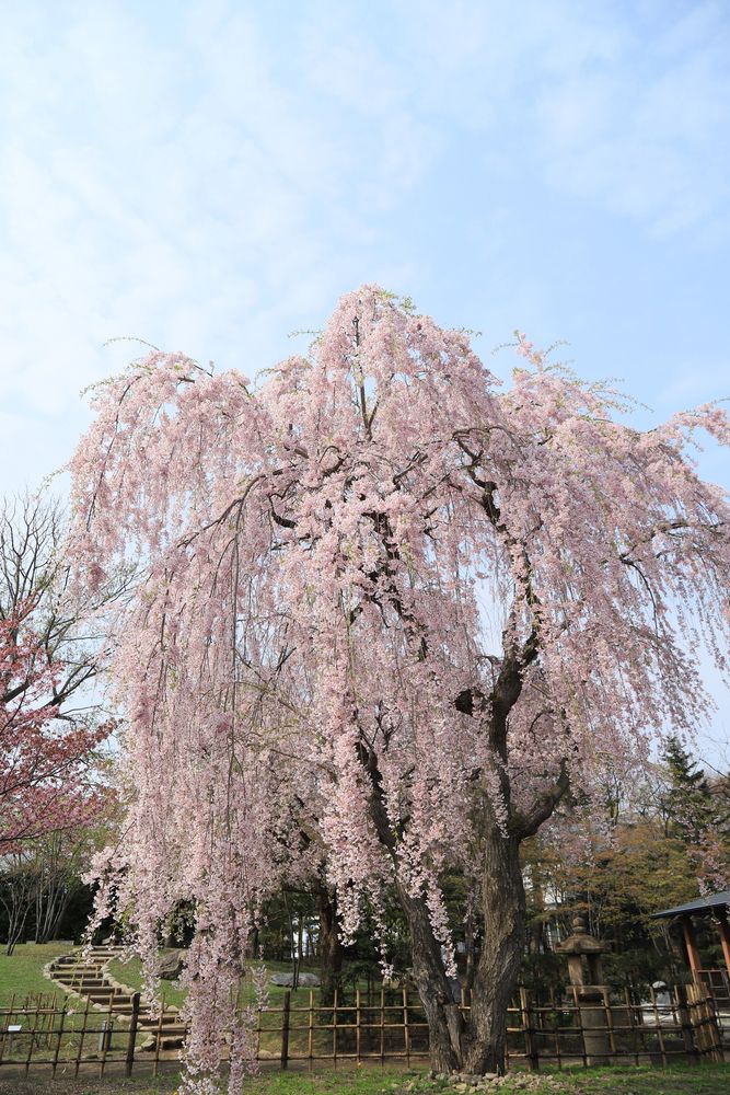 中島公園の画像 - 4枚目