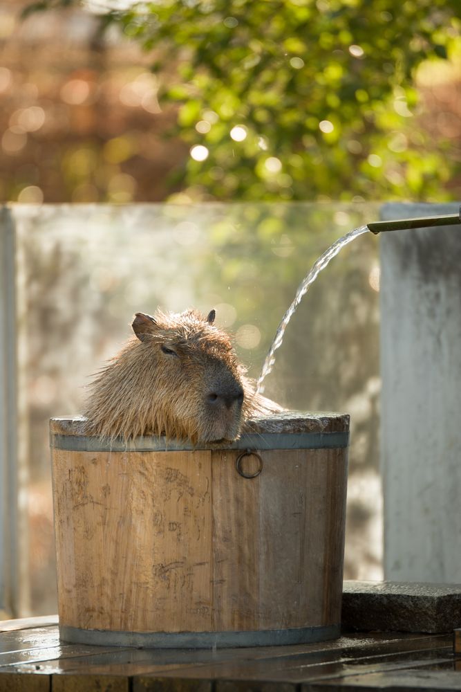 埼玉県こども動物自然公園