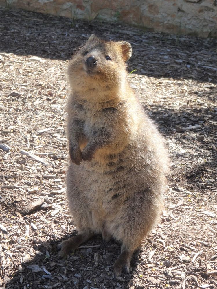 埼玉県こども動物自然公園の画像 - 3枚目