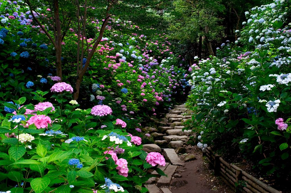 矢田寺の画像 - 3枚目