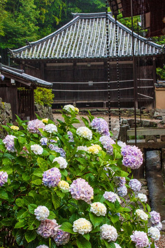 矢田寺の画像 - 5枚目