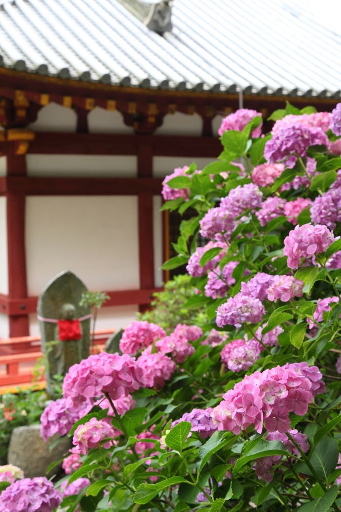 矢田寺の画像 - 6枚目