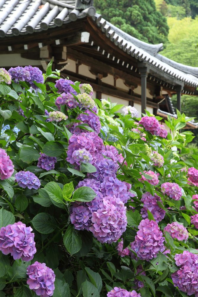 矢田寺の画像 - 7枚目