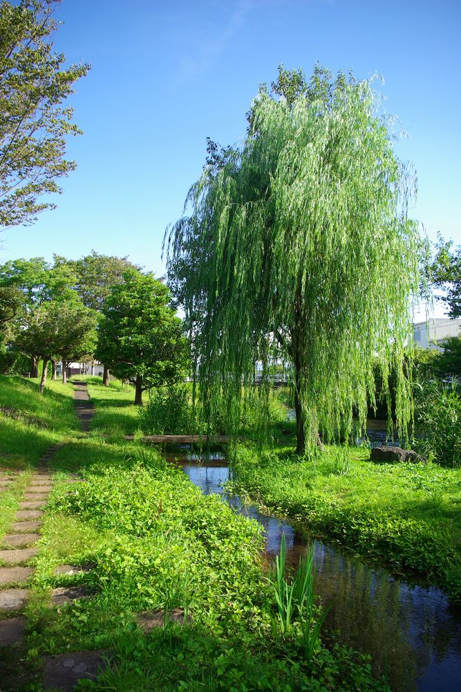 源兵衛川親水公園の画像 - 2枚目