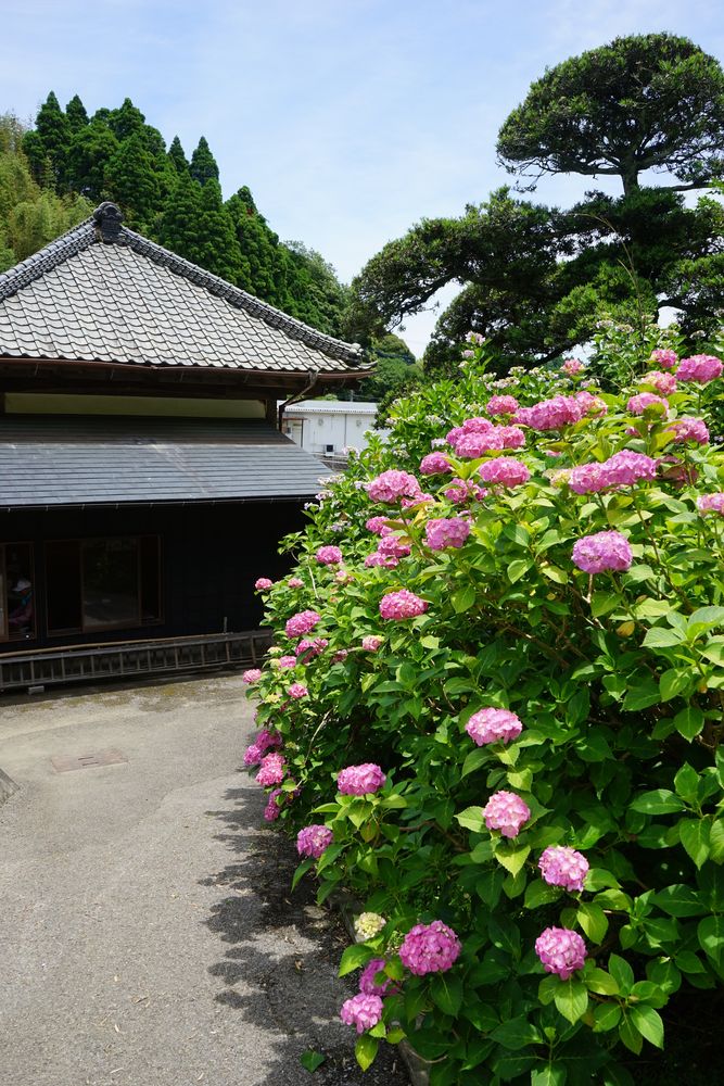 服部農園あじさい屋敷の画像 - 2枚目