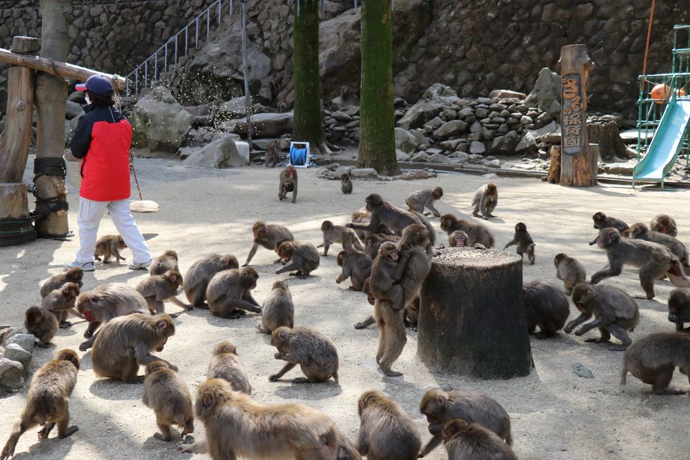 高崎山自然動物園の画像 - 4枚目
