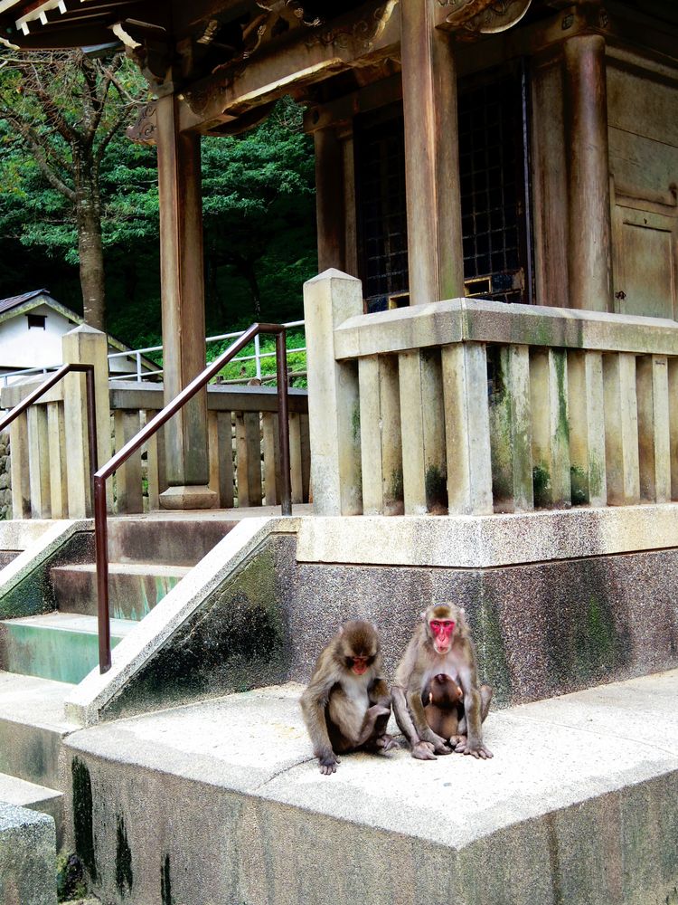 高崎山自然動物園の画像 - 5枚目
