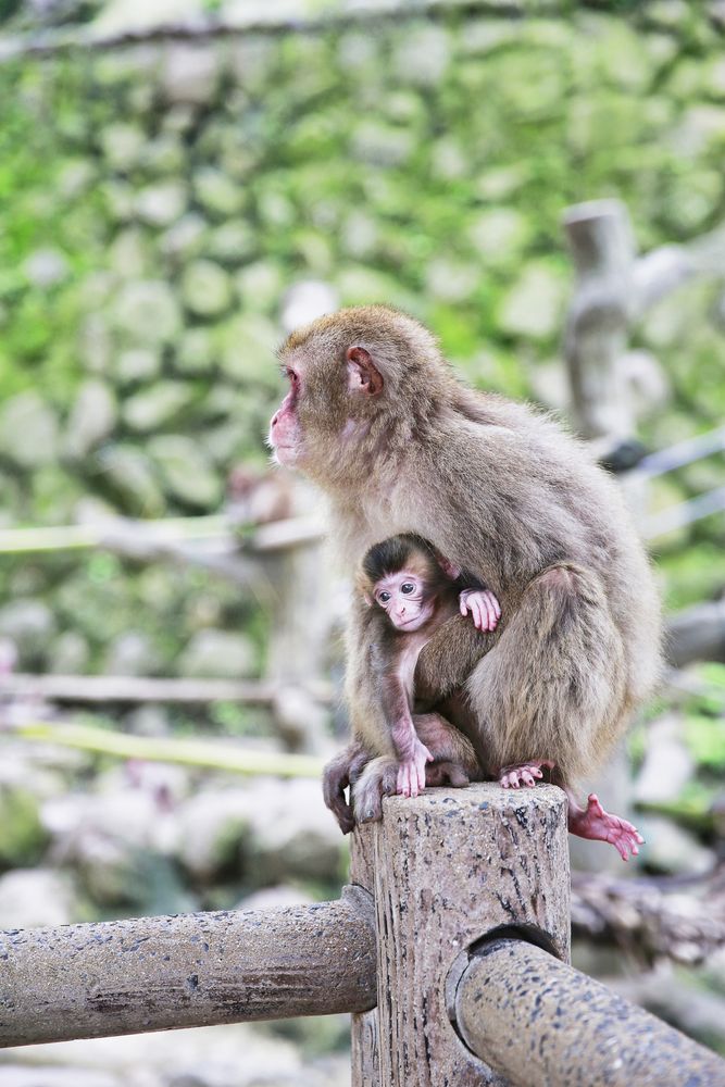 高崎山自然動物園の画像 - 6枚目