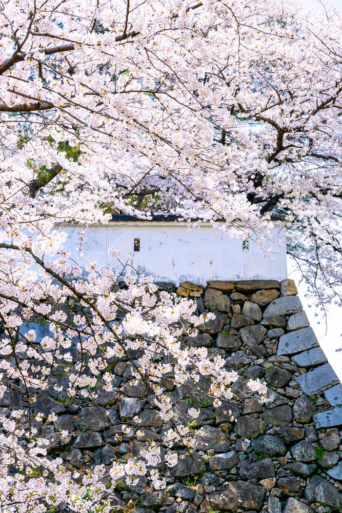 小倉城の画像 - 4枚目