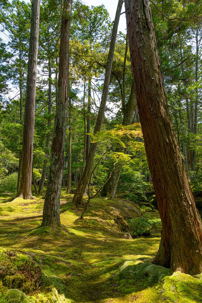 西芳寺 (苔寺)の画像 - 5枚目