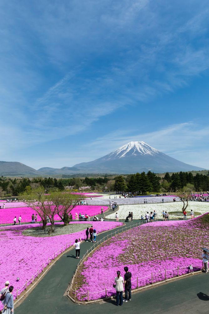 富士本栖湖リゾートの画像 - 2枚目