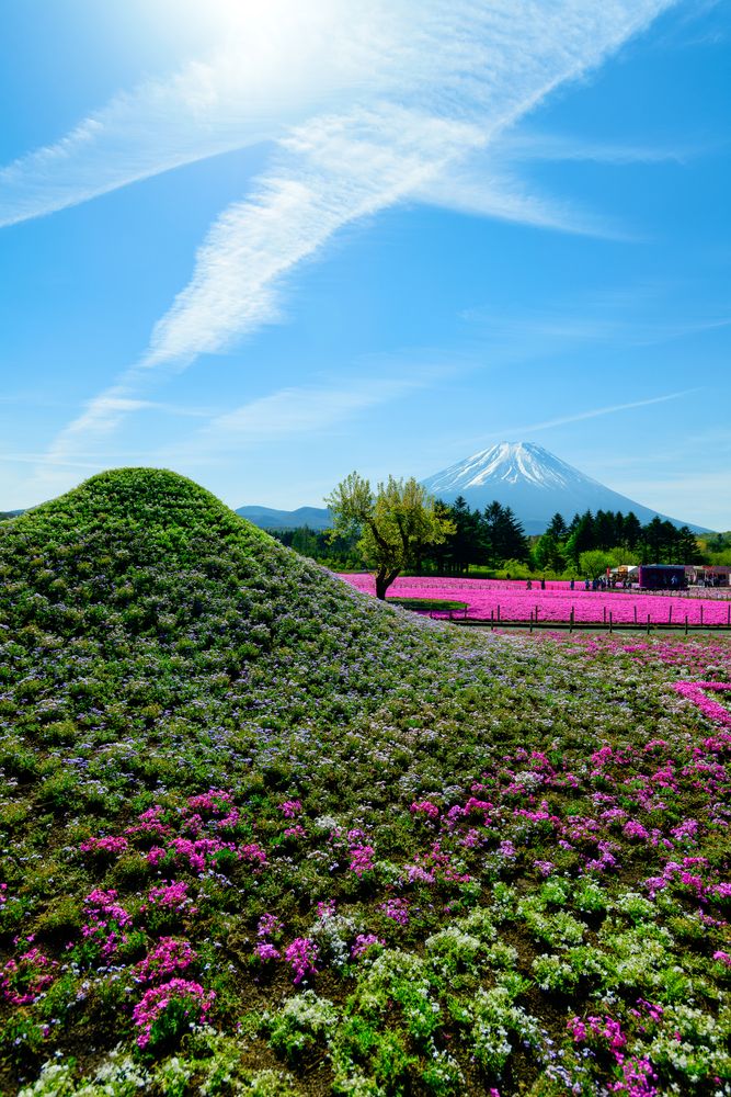 富士本栖湖リゾートの画像 - 3枚目