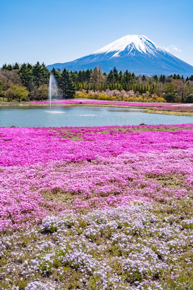 富士本栖湖リゾートの画像 - 4枚目