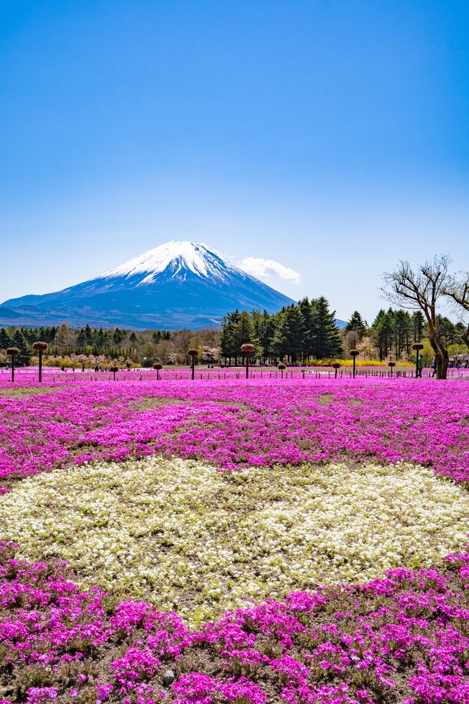富士本栖湖リゾートの画像 - 5枚目