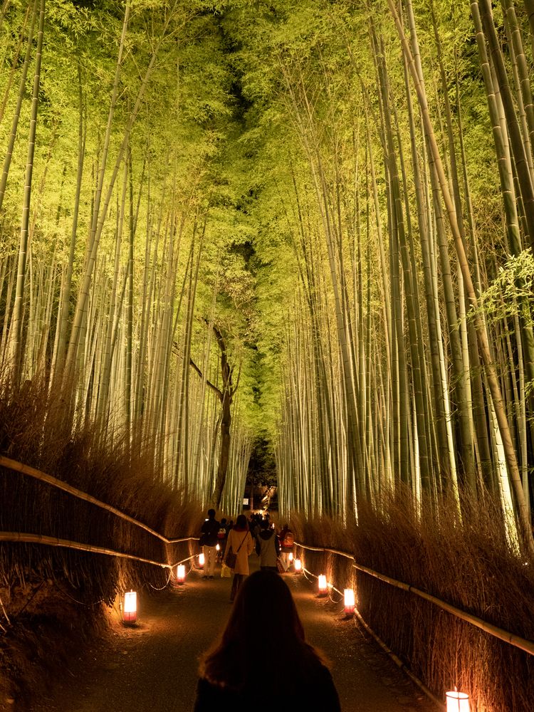 嵯峨野 竹林の小径の画像 - 2枚目