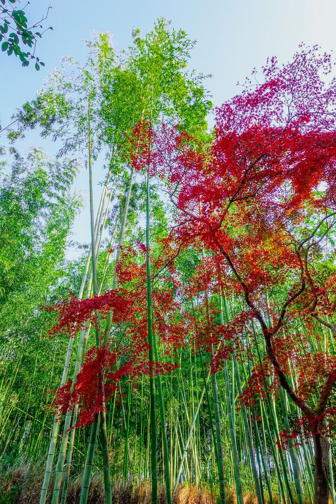 嵯峨野 竹林の小径の画像 - 3枚目