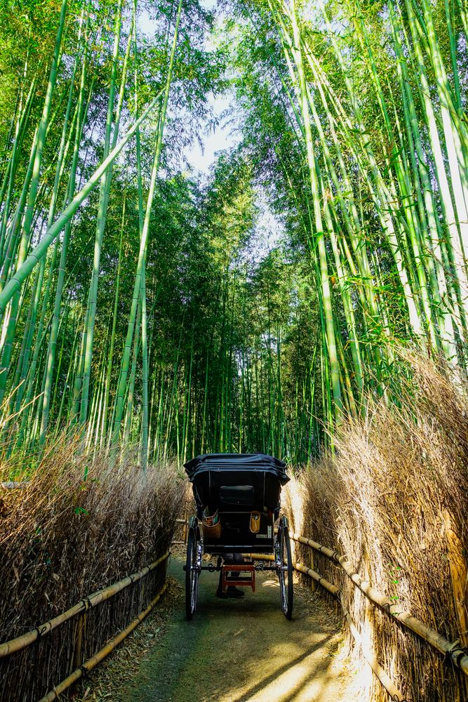 嵯峨野 竹林の小径の画像 - 4枚目