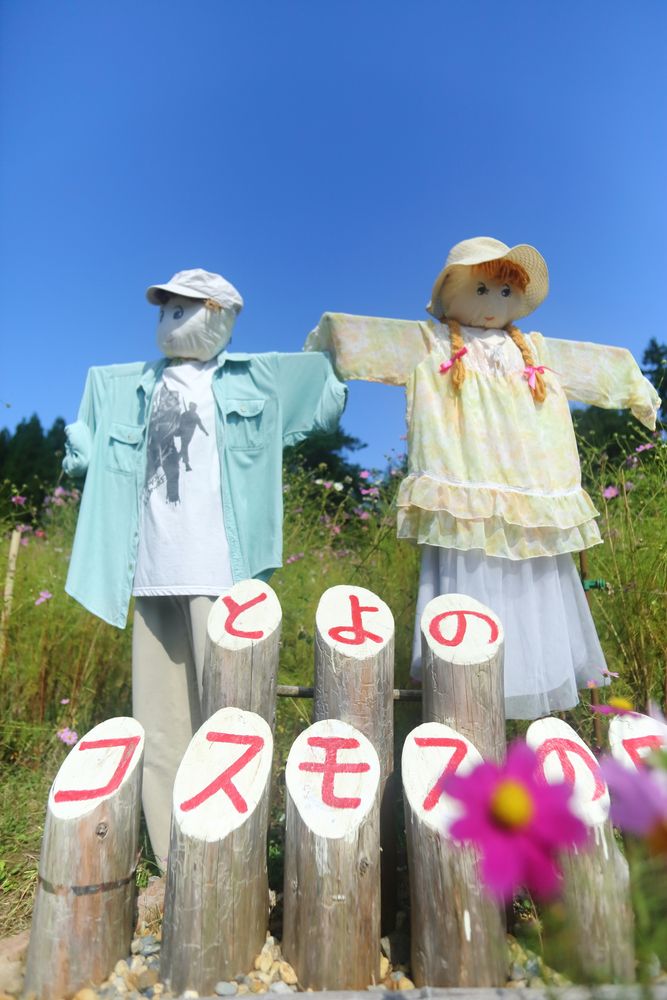 とよのコスモスの里の画像 - 3枚目
