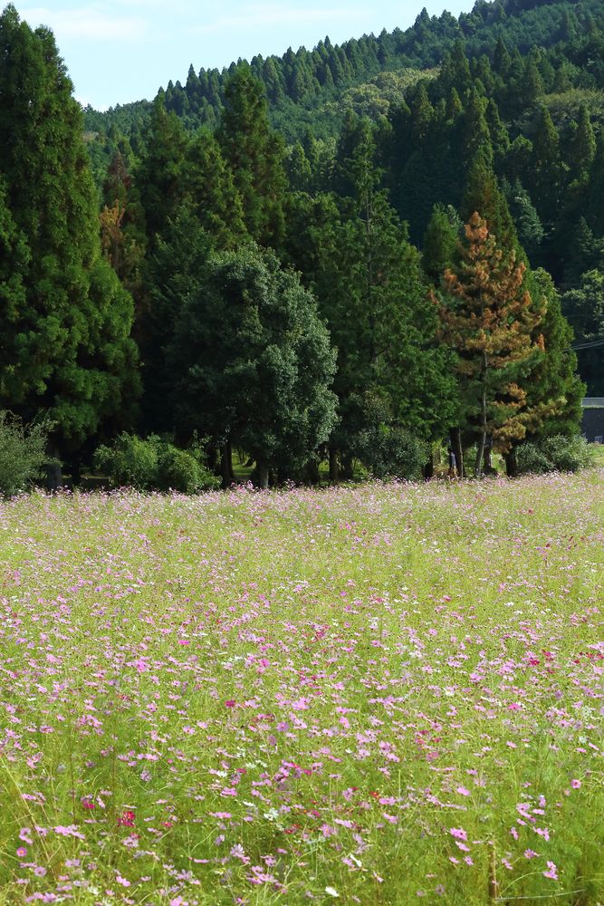 とよのコスモスの里】の周辺スポット・アクセス・口コミ - Prism Japan
