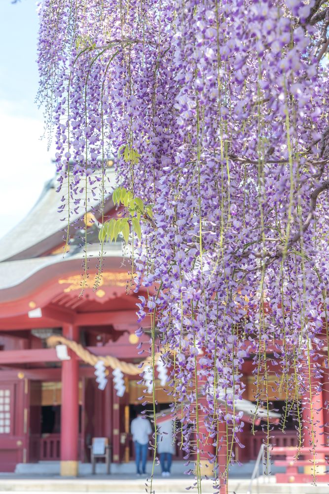 笠間稲荷神社の画像 - 4枚目