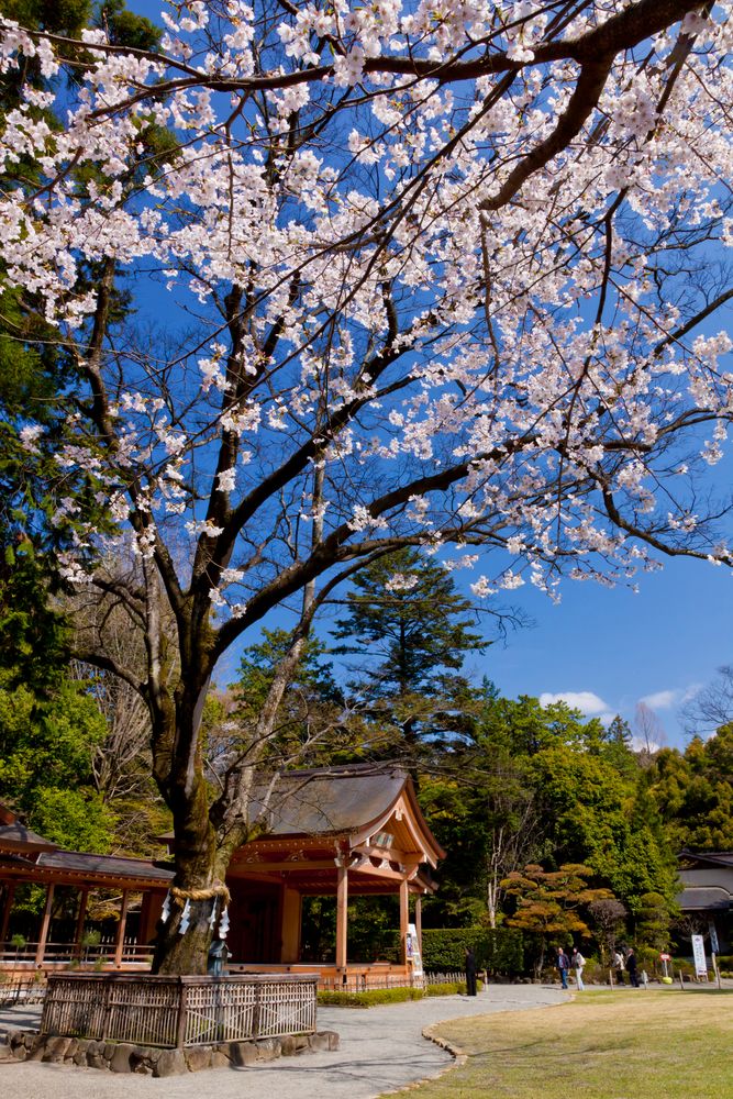 武田神社の画像 - 3枚目