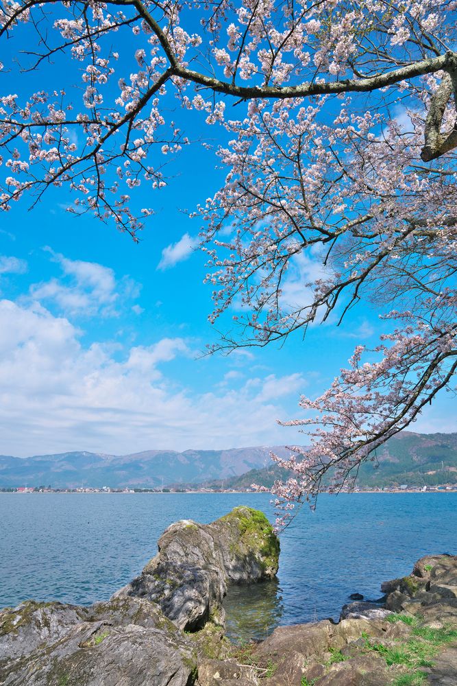 海津大崎の画像 - 4枚目