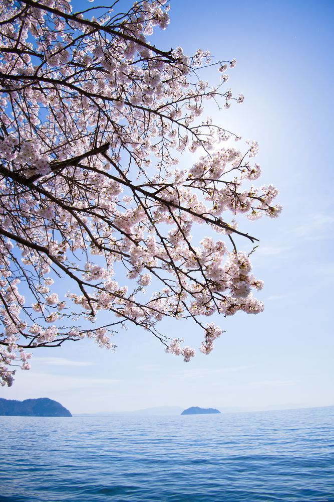 海津大崎の画像 - 5枚目